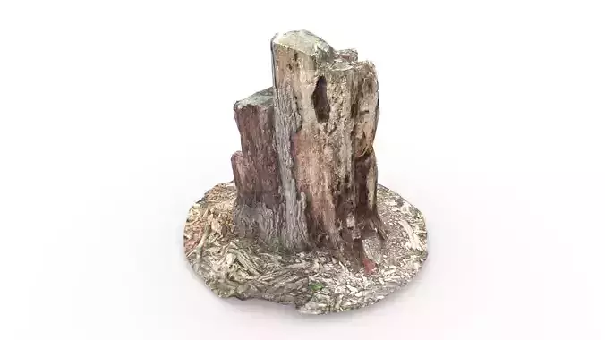 Tree Trunk