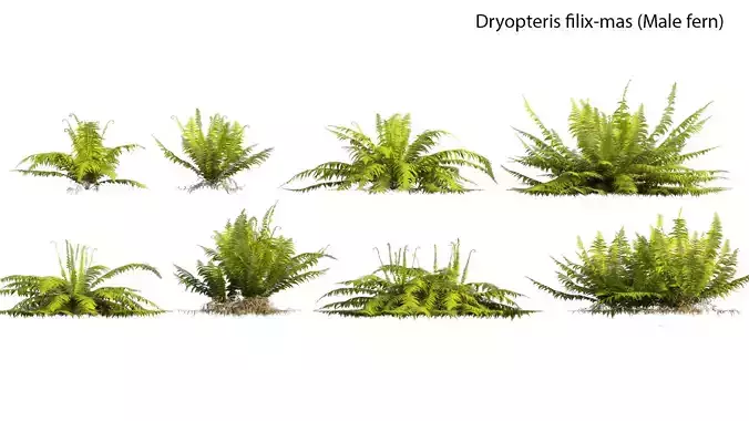 Dryopteris filix-mas - Male fern -01