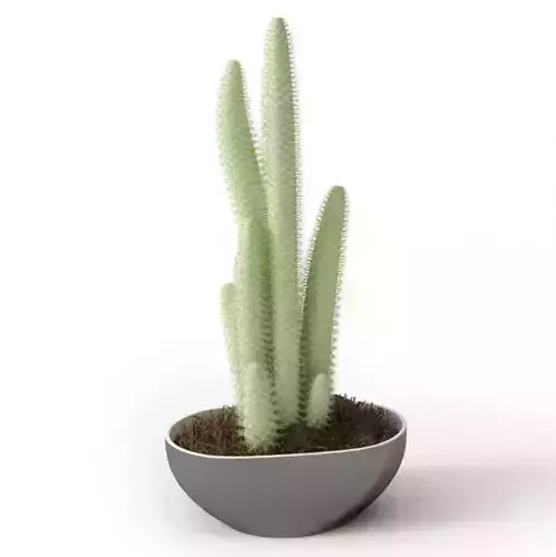 Potted Green Cactus