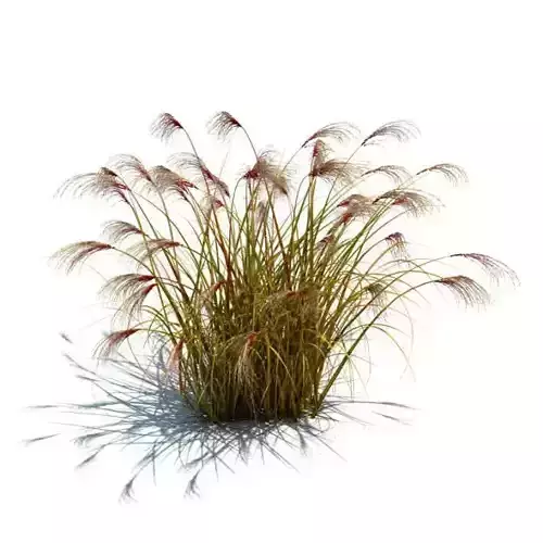 Wild Grass 3D model