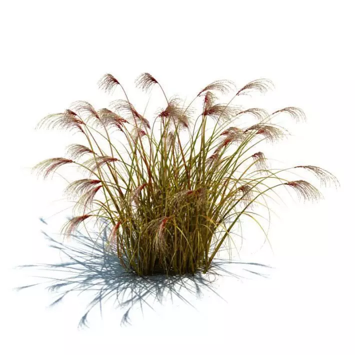 Wild Grass 3D model_0