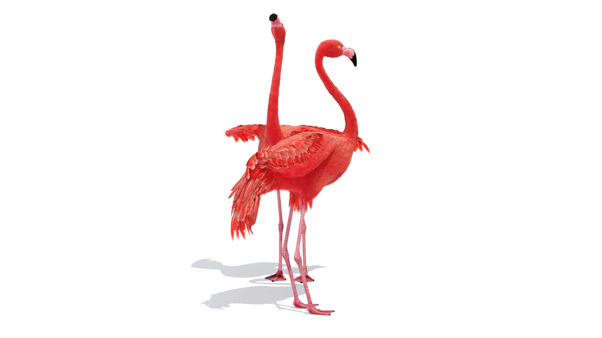 Flamingo two flamingos 3D model_3