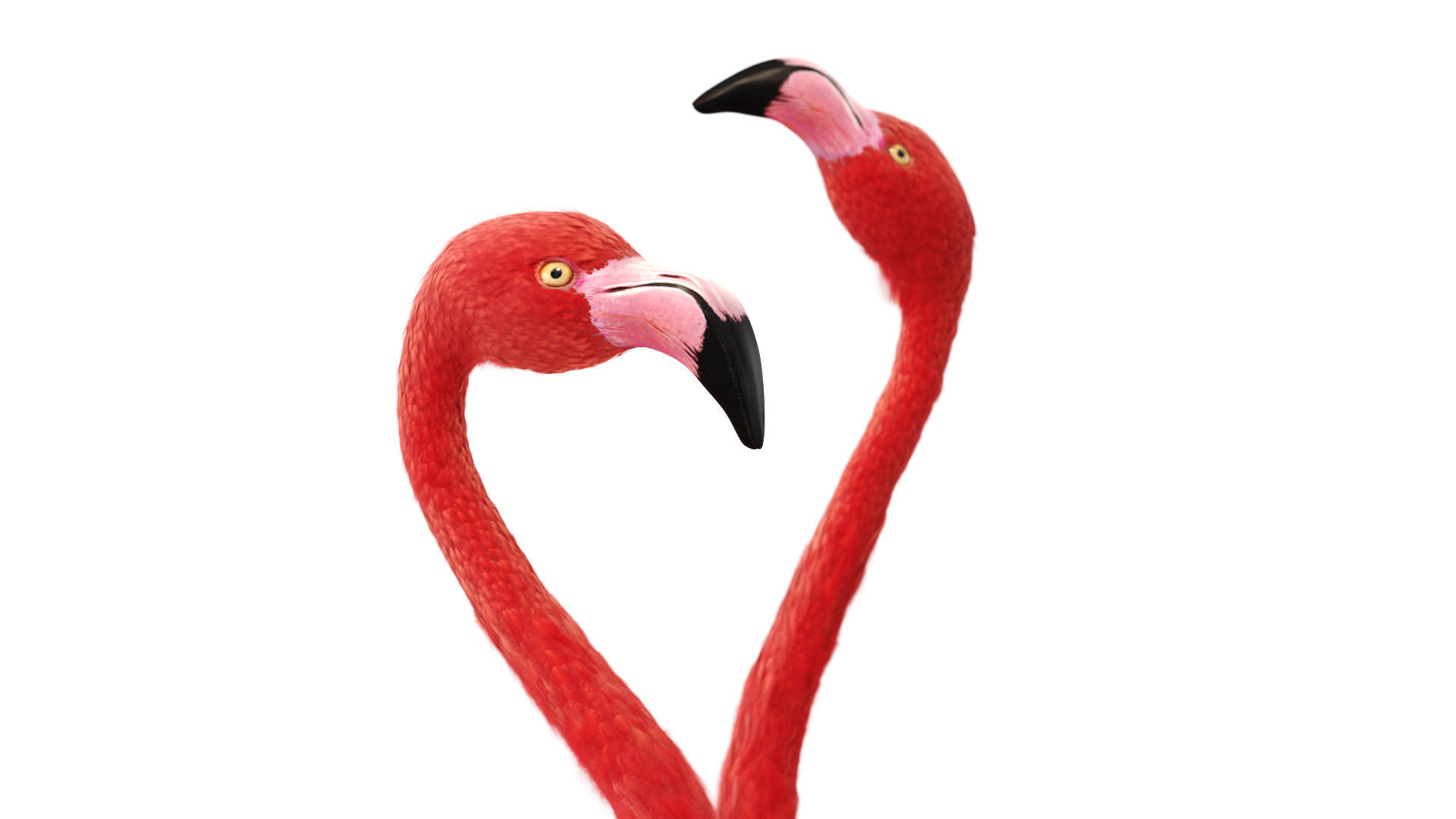 Flamingo two flamingos 3D model_2