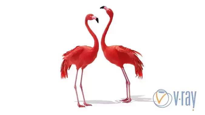 Flamingo two flamingos 3D model