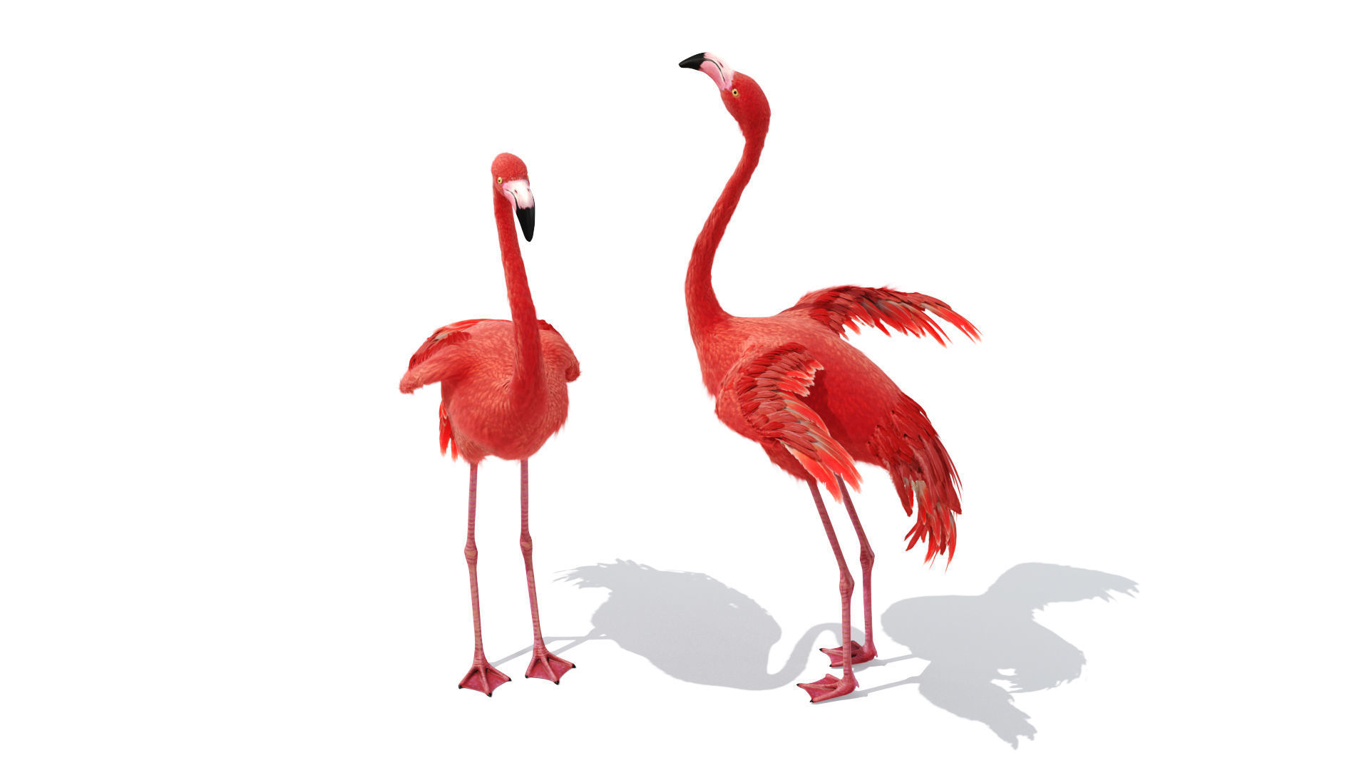 Flamingo two flamingos 3D model_4