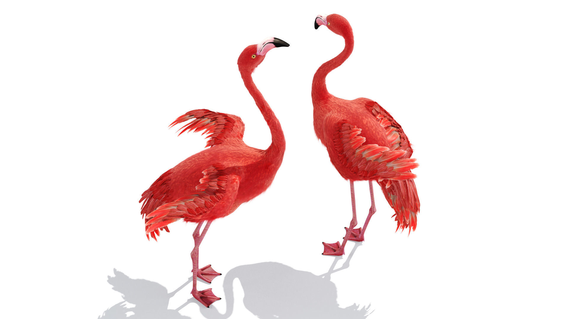 Flamingo two flamingos 3D model_5