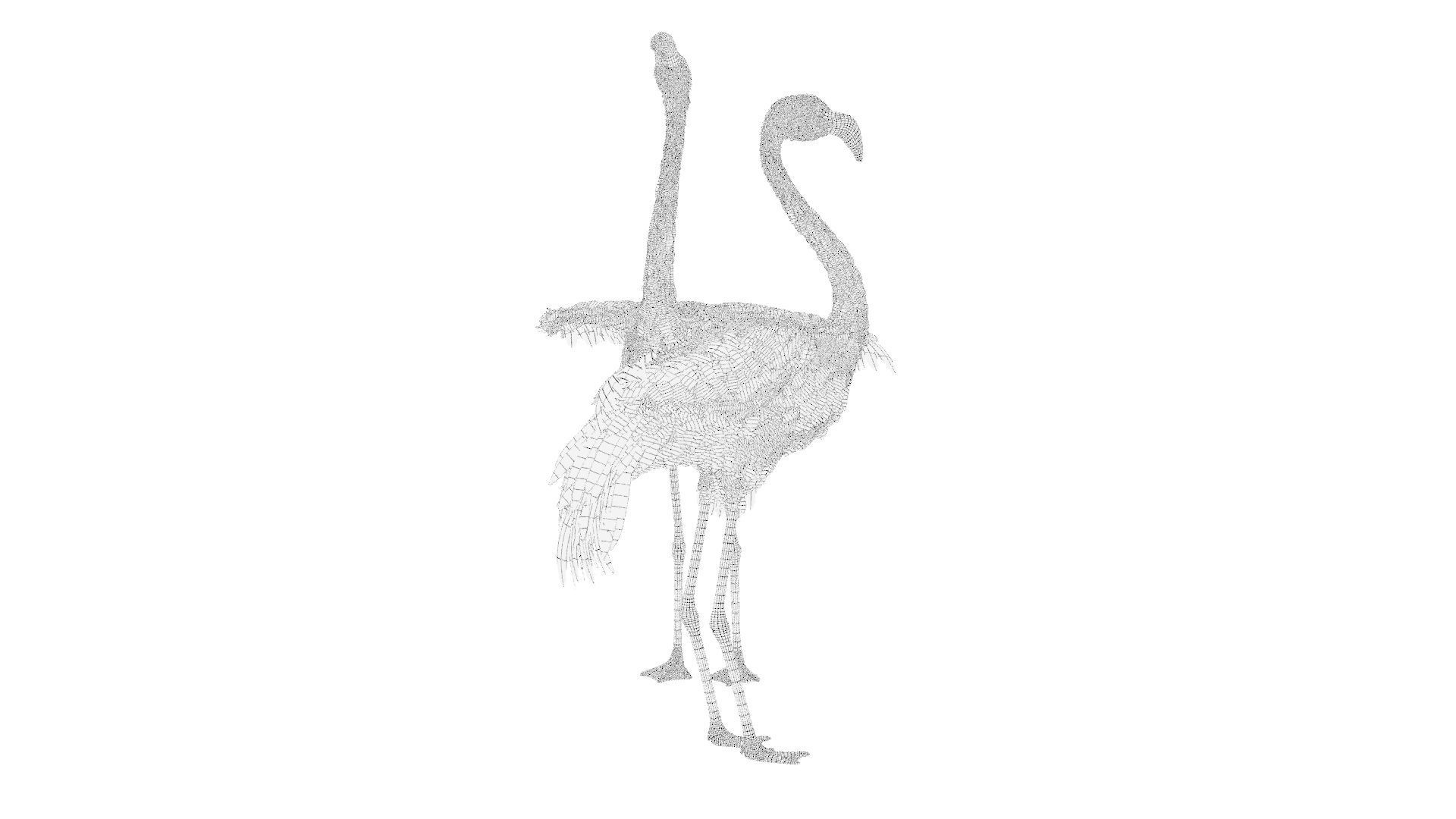 Flamingo two flamingos 3D model_9