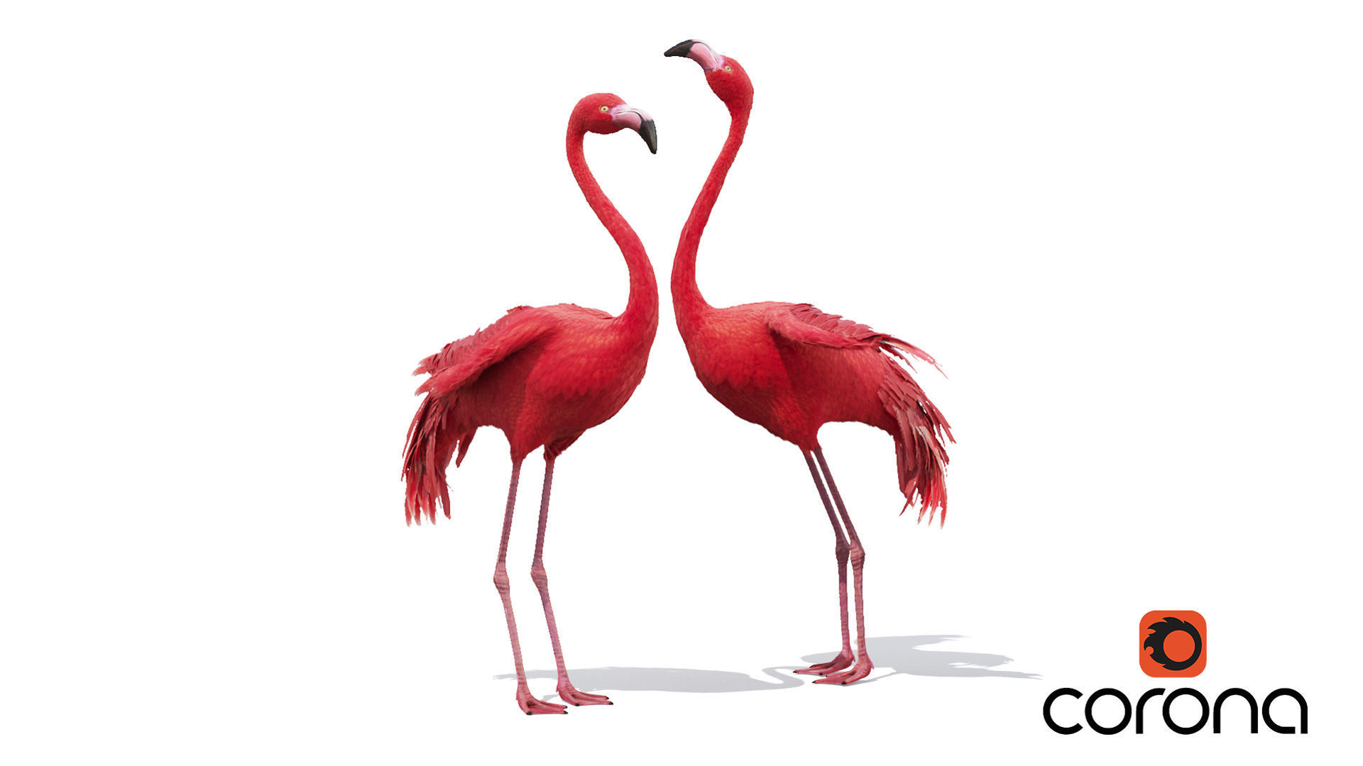 Flamingo two flamingos 3D model_1