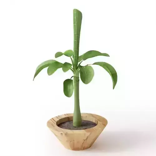 Potted Leaf Plant