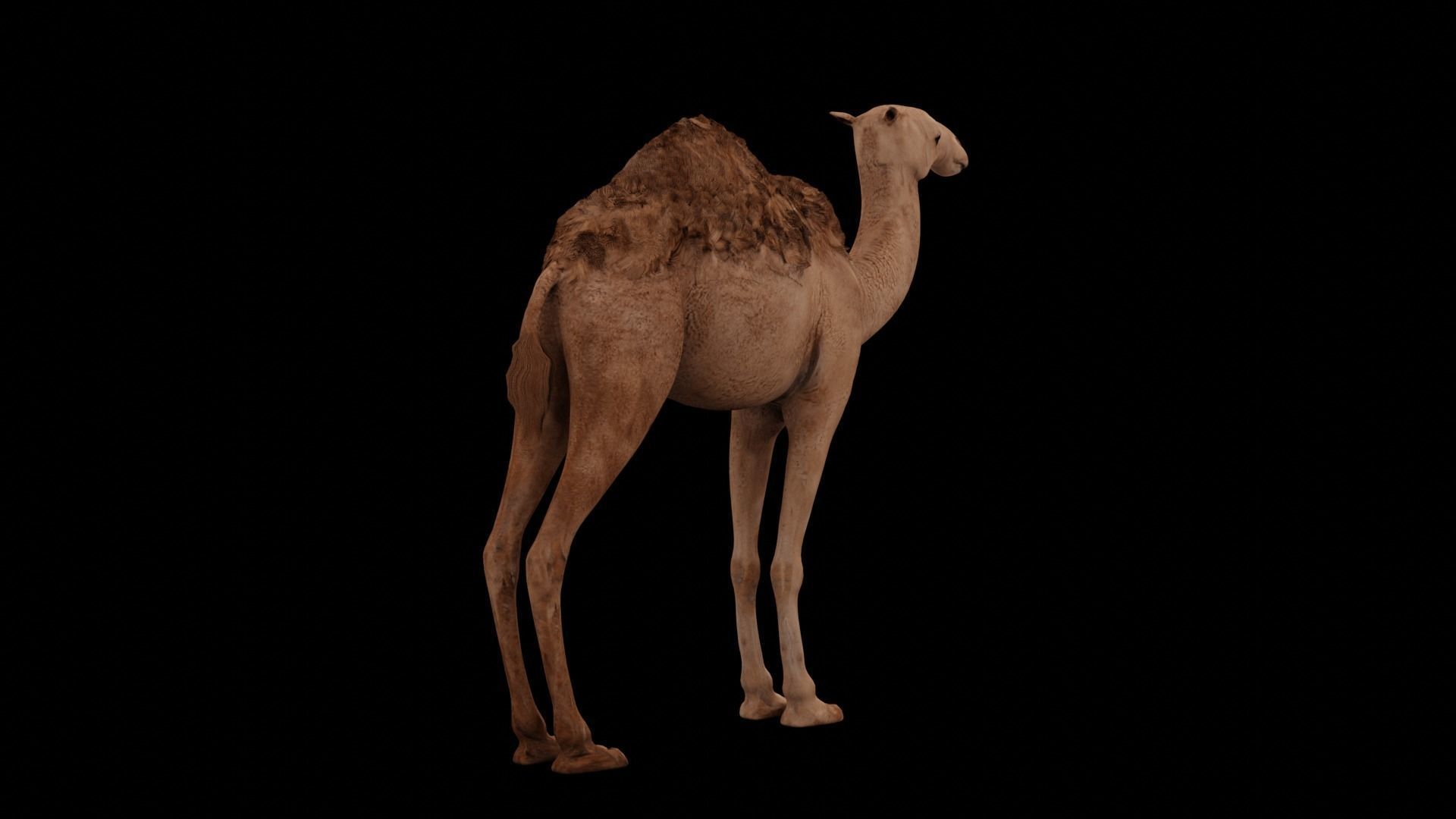 Dromedary camel Low-poly 3D model_1