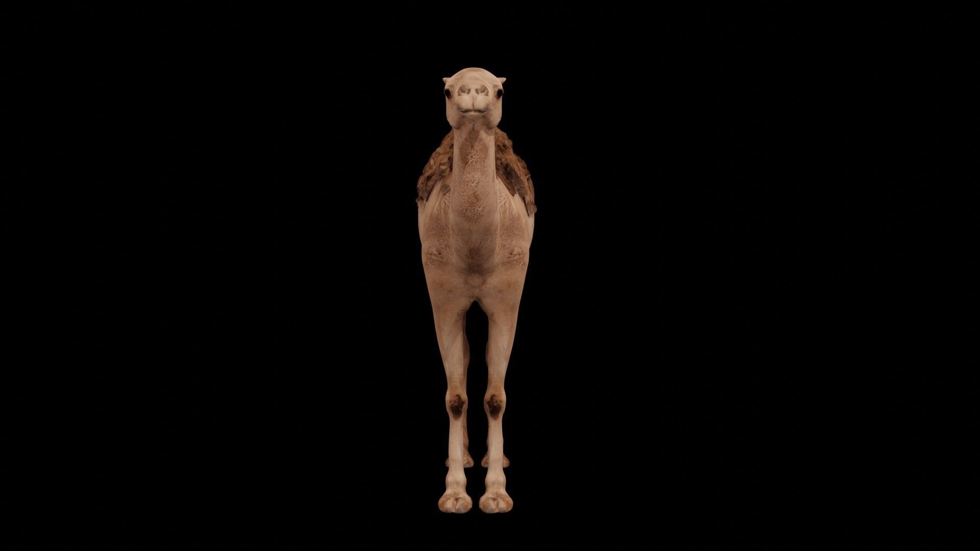 Dromedary camel Low-poly 3D model_4