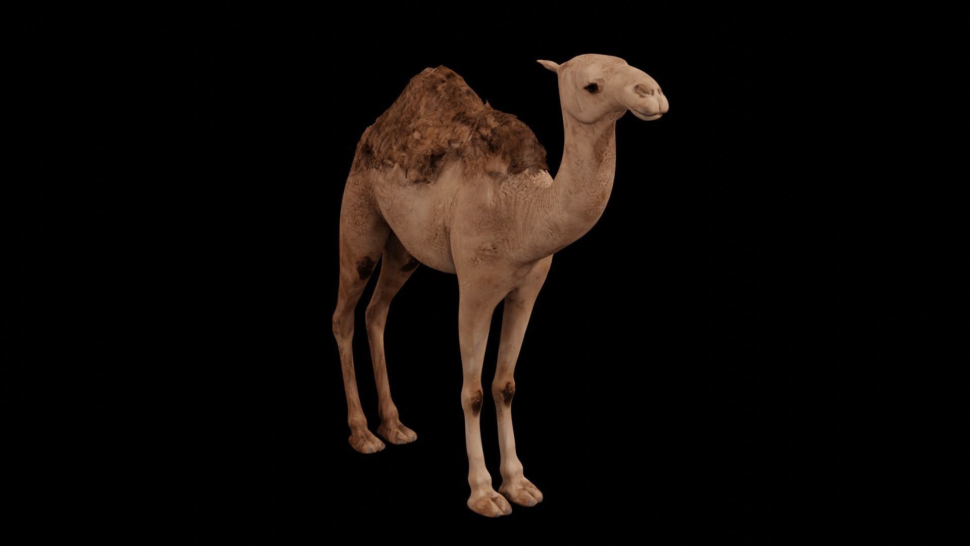 Dromedary camel Low-poly 3D model_2