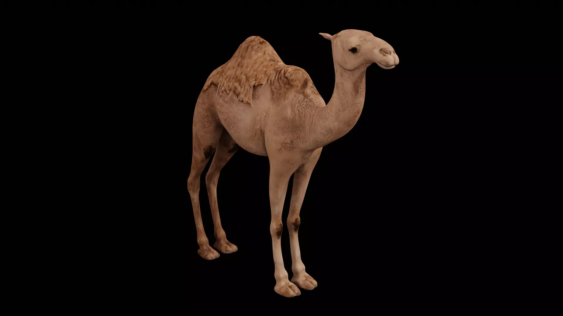 Dromedary camel Low-poly 3D model_0