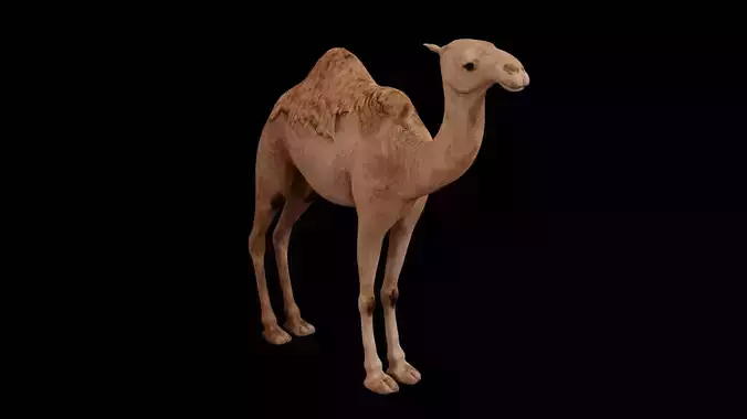 Dromedary camel Low-poly 3D model