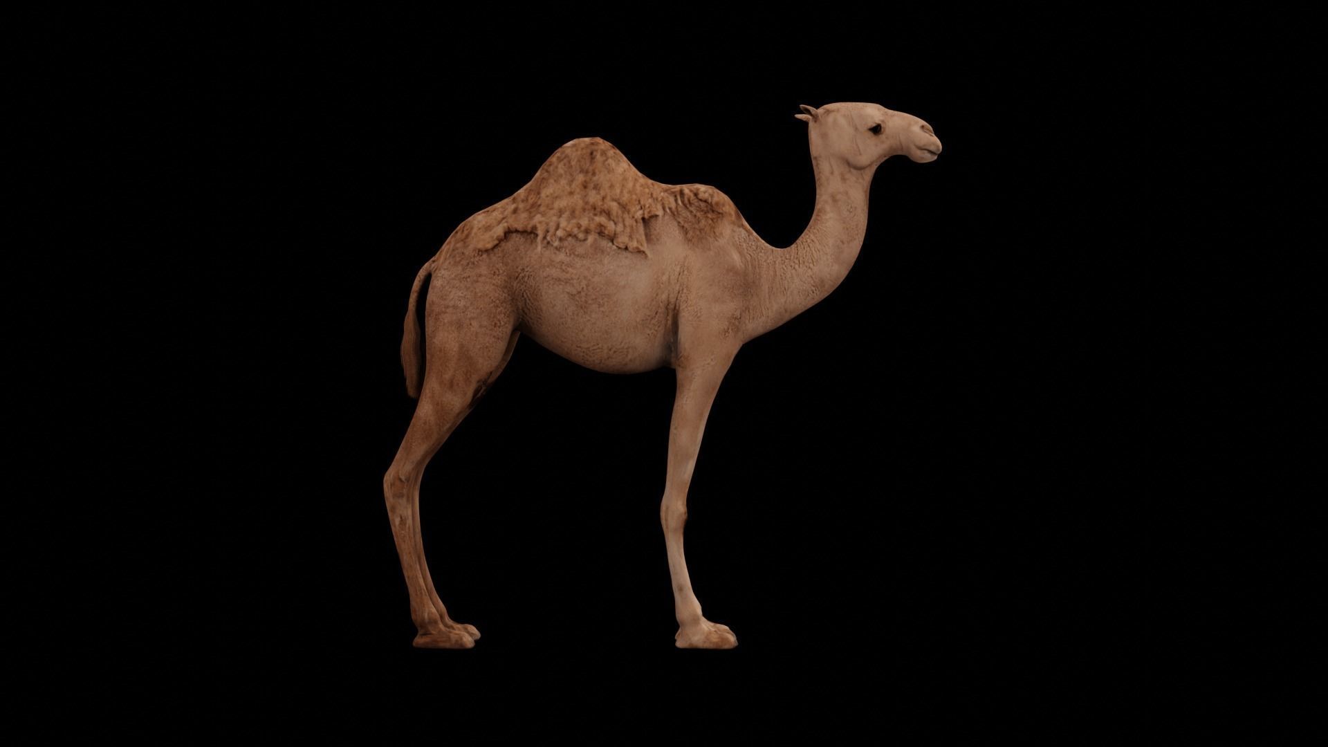 Dromedary camel Low-poly 3D model_8