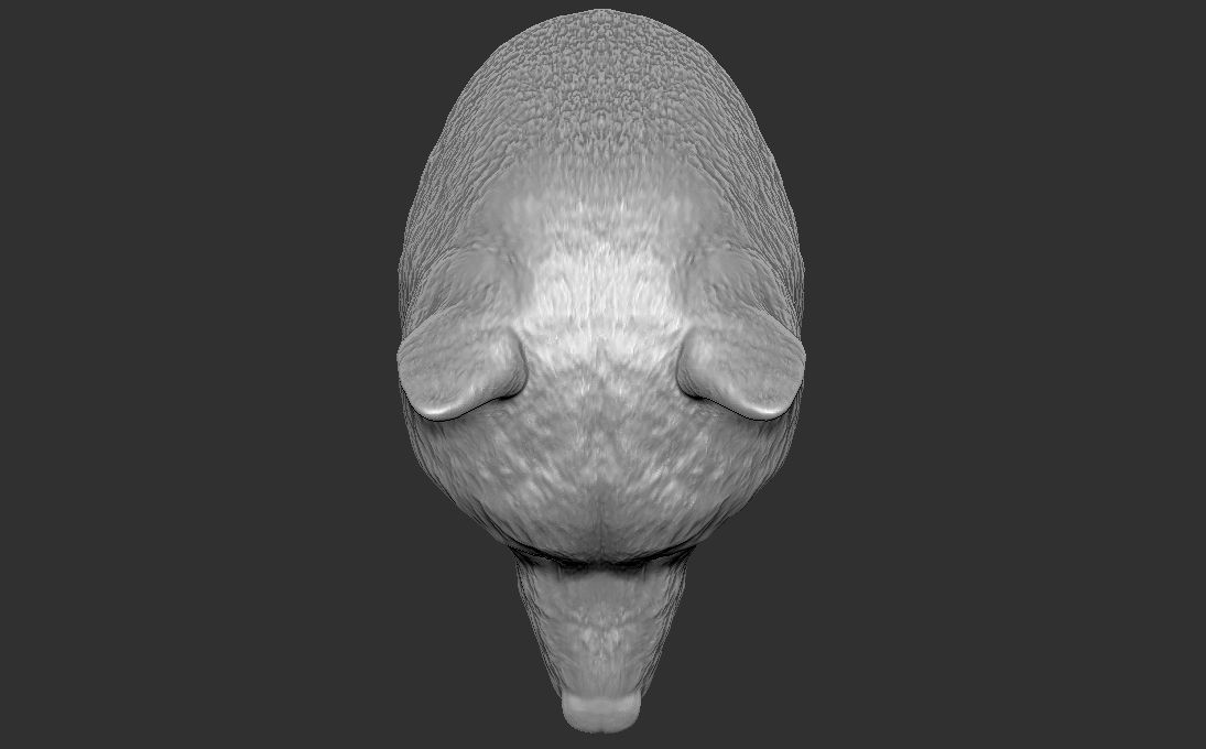 Shiba Inu head for 3D printing 3D print model_22