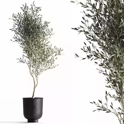 Olive tree in a flowerpot for the interior 966