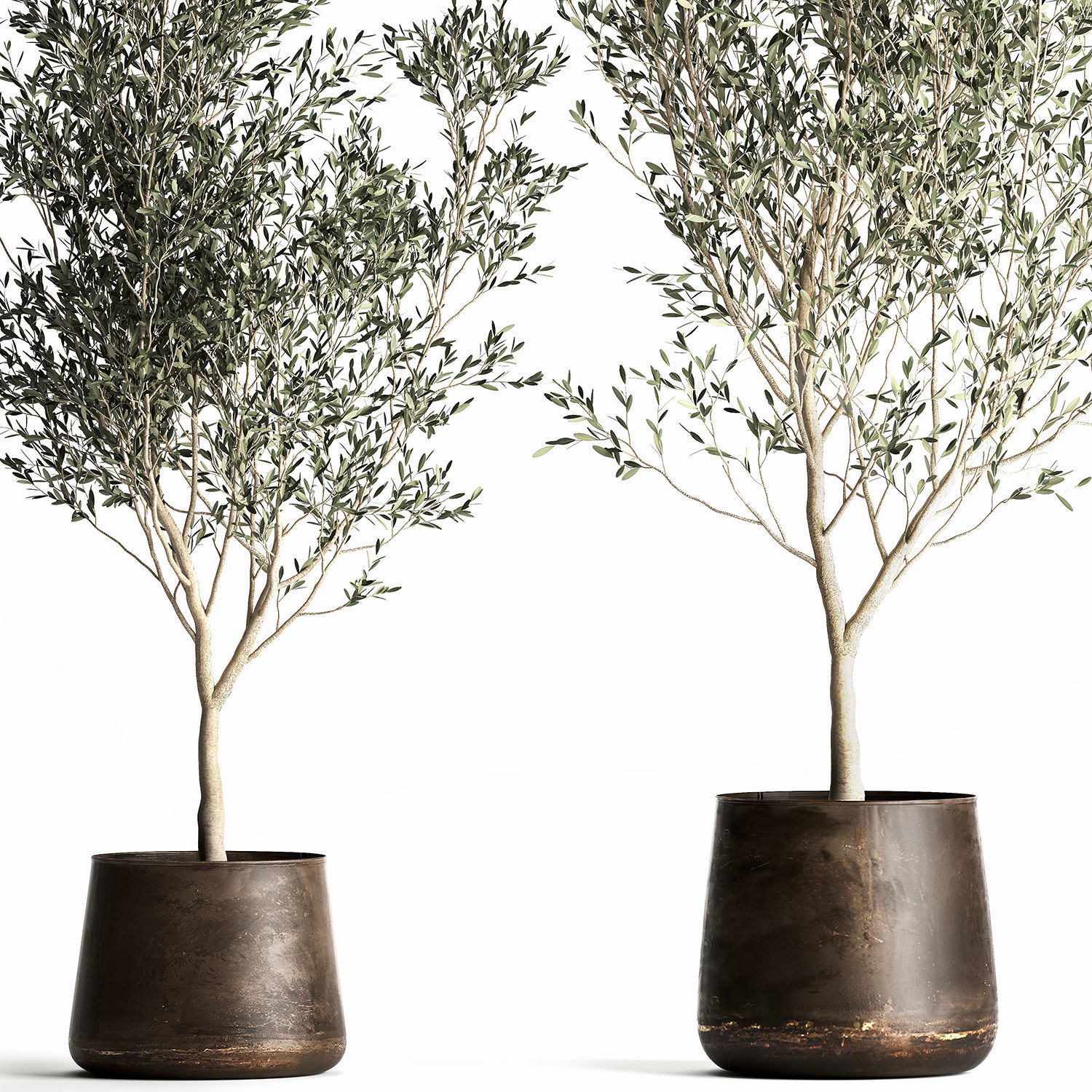 Olive tree in a flowerpot for the interior 968 3D model_2