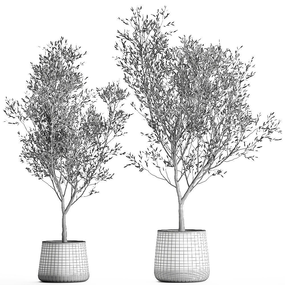 Olive tree in a flowerpot for the interior 968 3D model_5