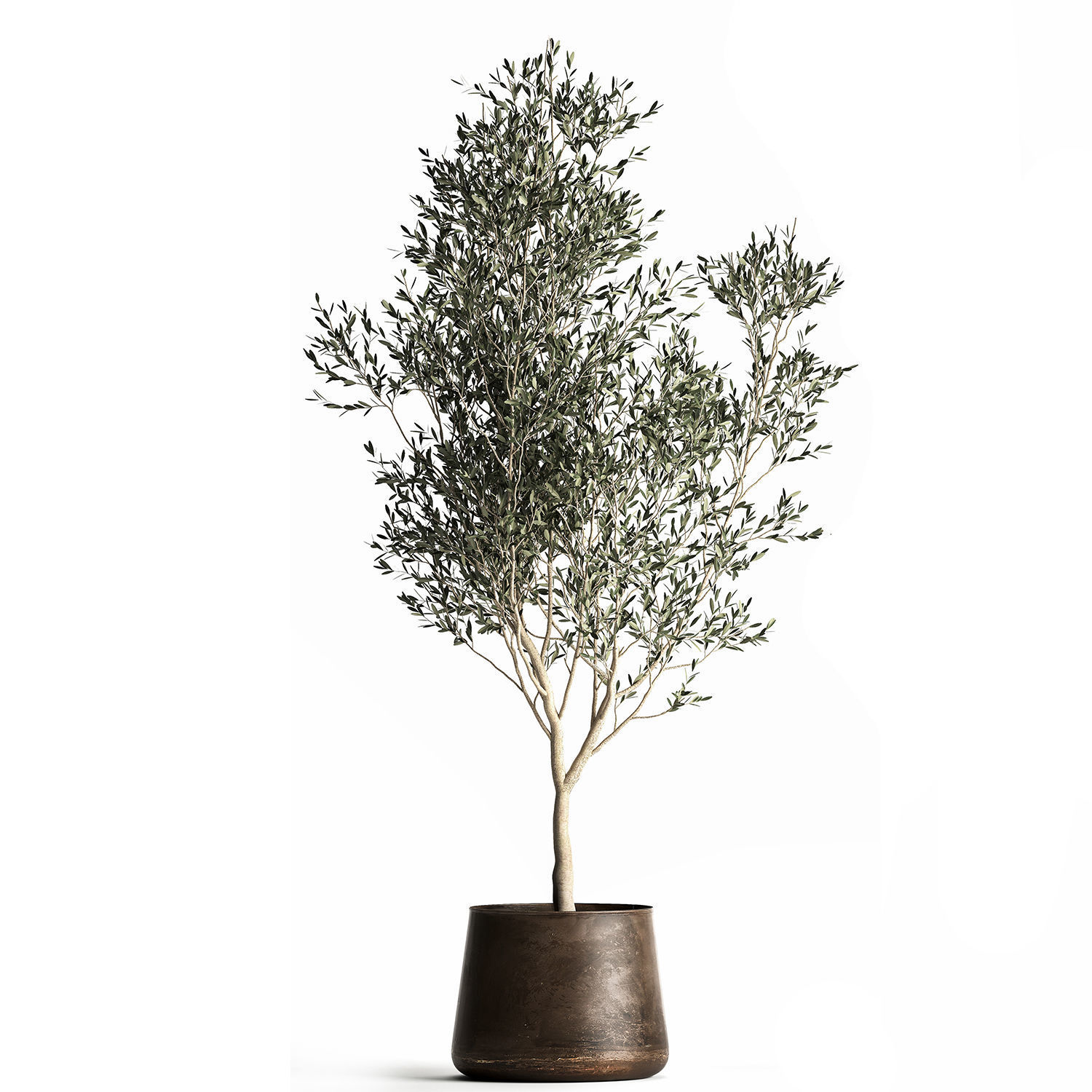 Olive tree in a flowerpot for the interior 968 3D model_1