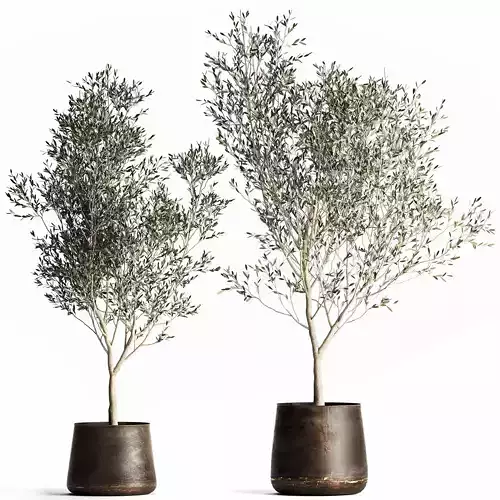 Olive tree in a flowerpot for the interior 968 3D model