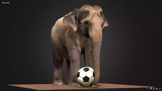 Asian Female Elephant