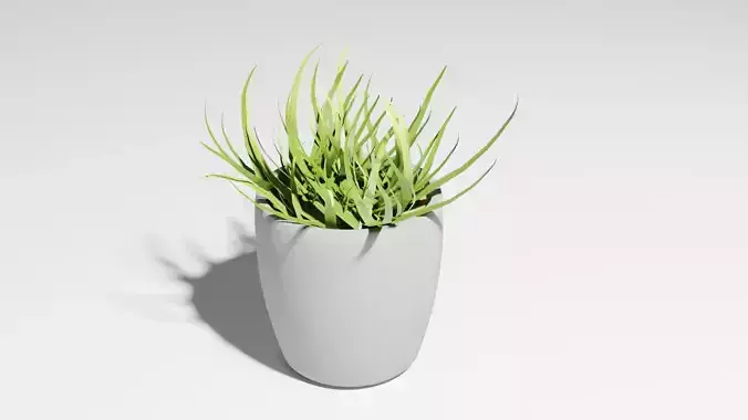 Ornamental Pot Plants