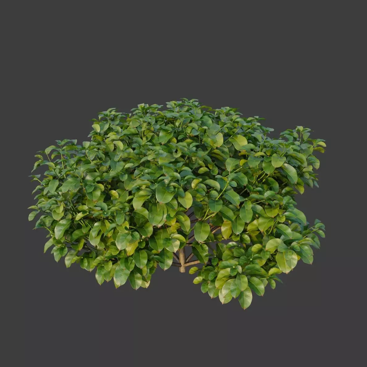 XfrogPlants Rubber Fig -Ficus Elastica 3D model