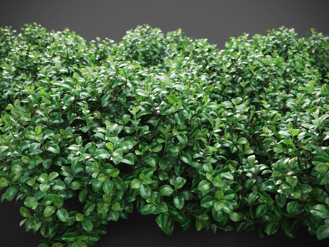XfrogPlants Chinese Banyan - Ficus Microcarpa 3D model_4