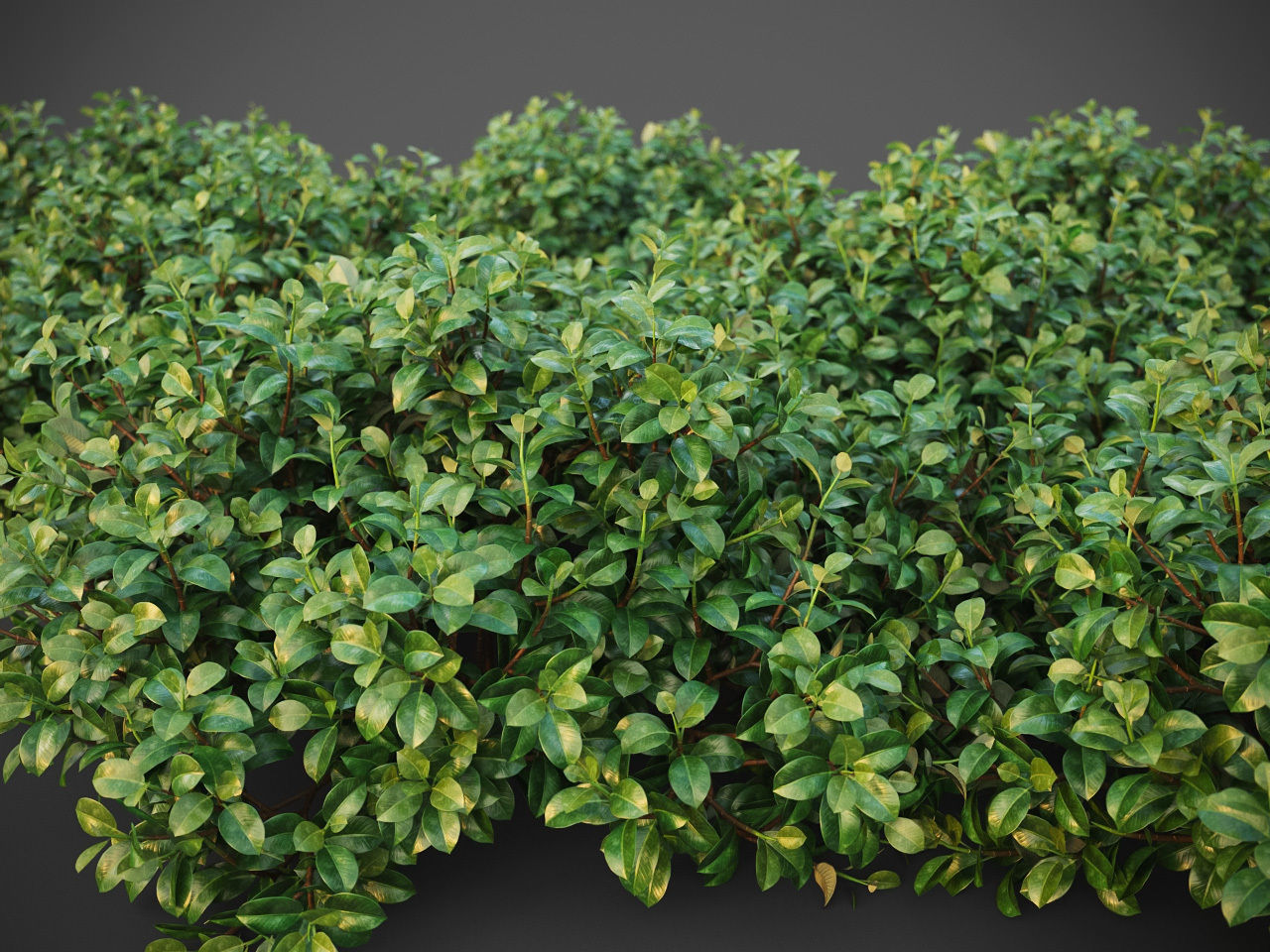 XfrogPlants Chinese Banyan - Ficus Microcarpa 3D model_3