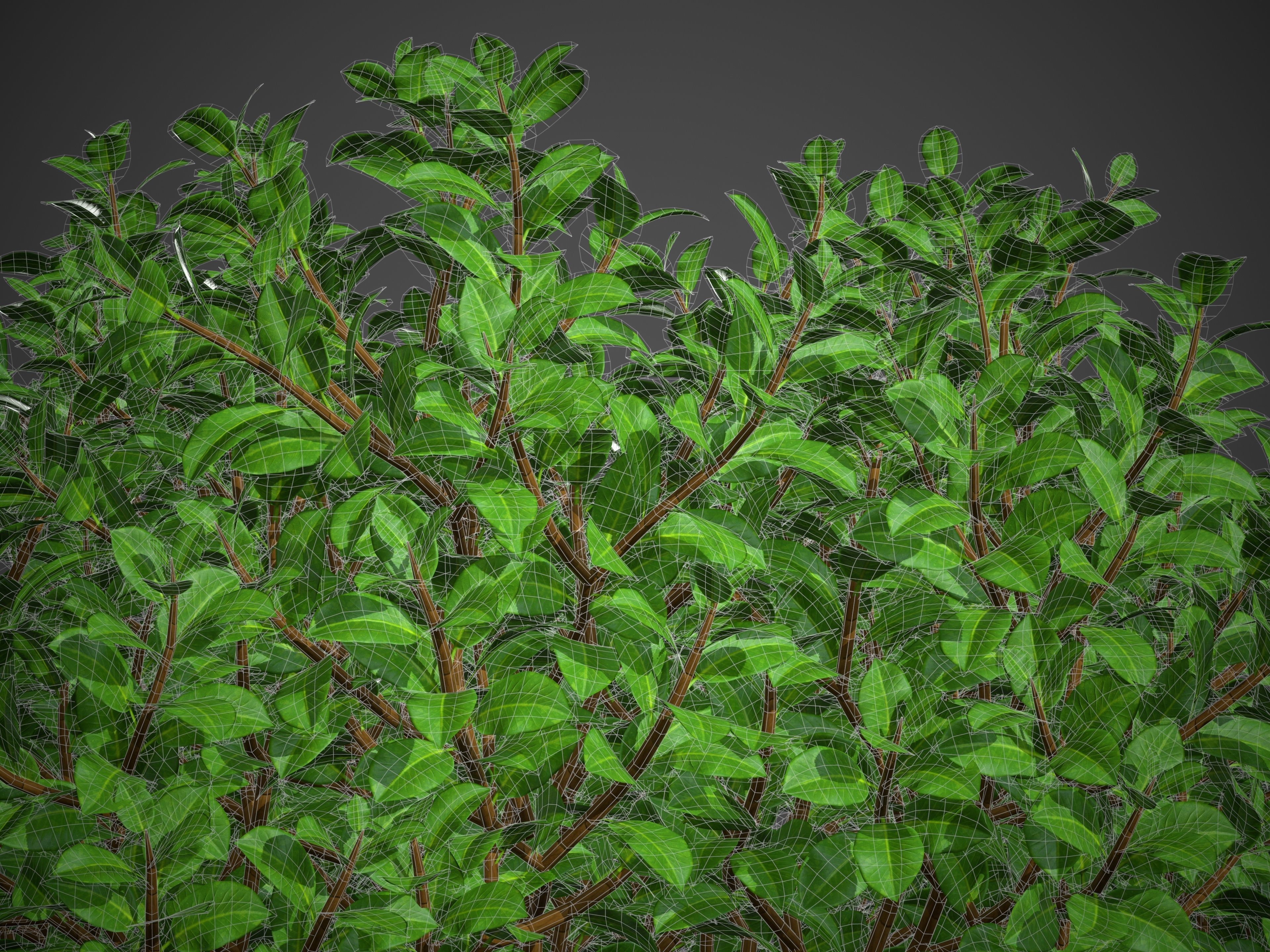 XfrogPlants Chinese Banyan - Ficus Microcarpa 3D model_8