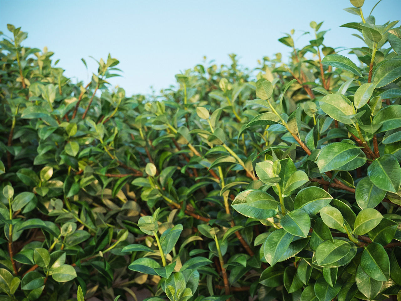 XfrogPlants Chinese Banyan - Ficus Microcarpa 3D model_6