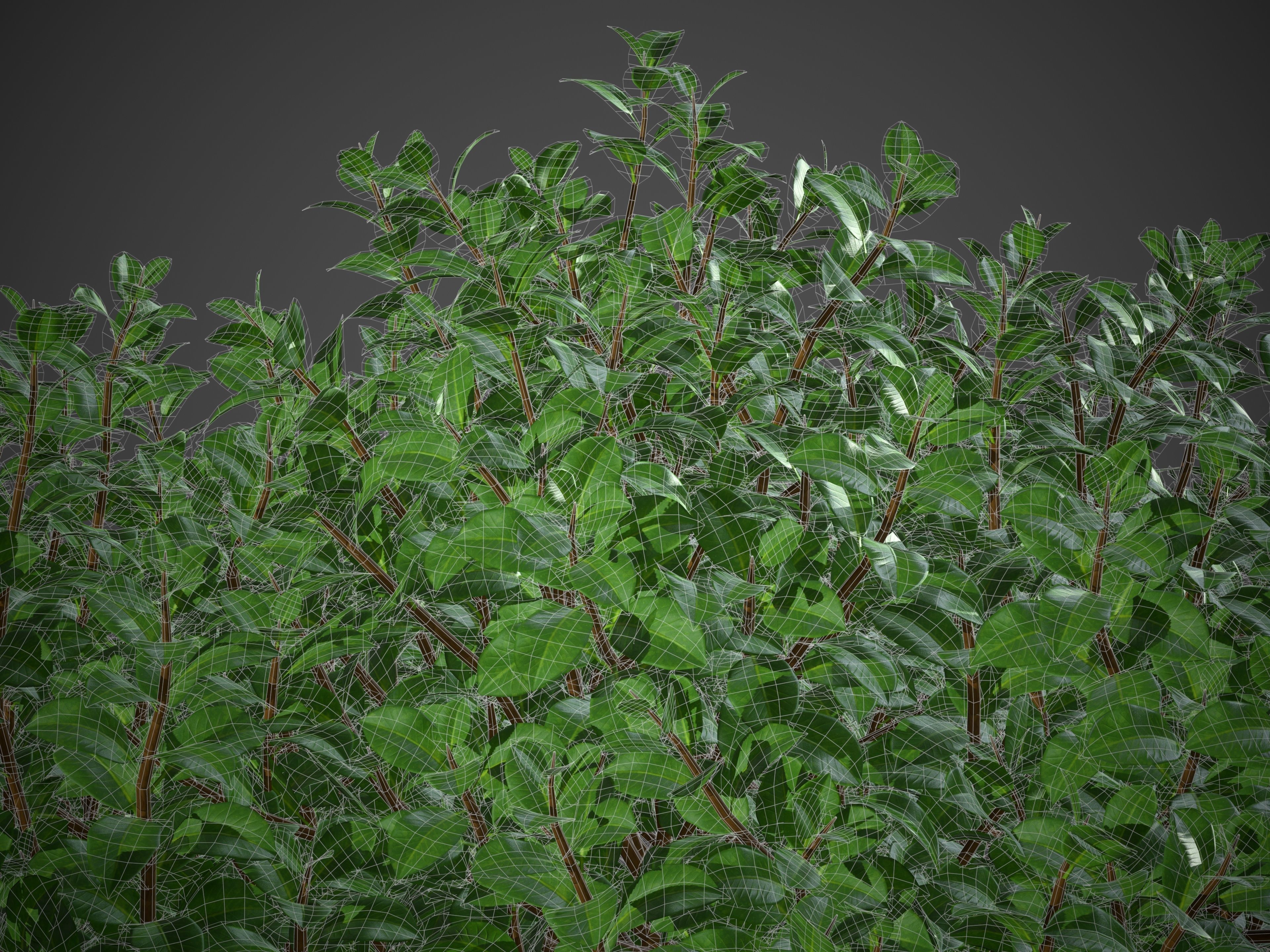 XfrogPlants Chinese Banyan - Ficus Microcarpa 3D model_7