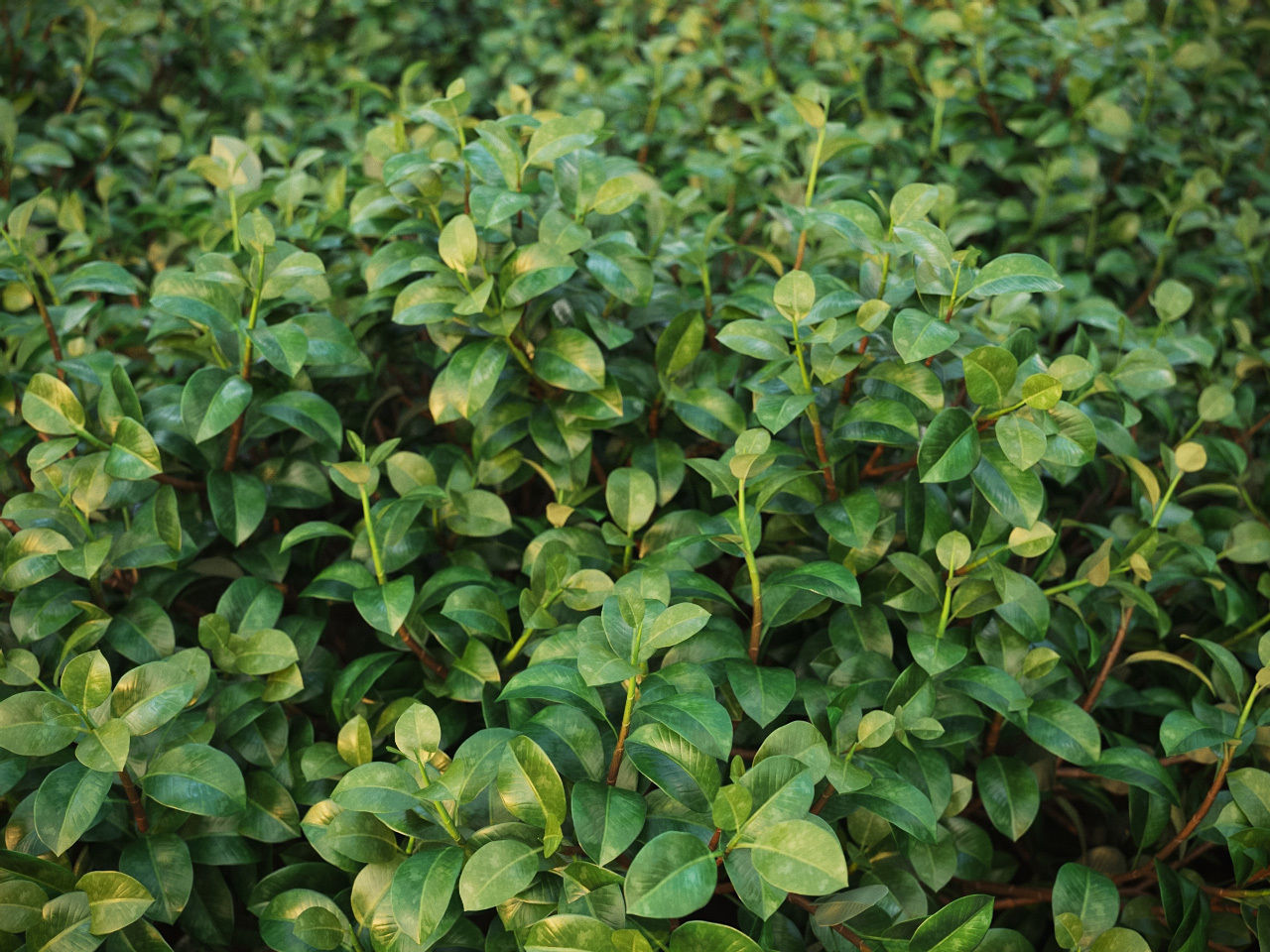 XfrogPlants Chinese Banyan - Ficus Microcarpa 3D model_2