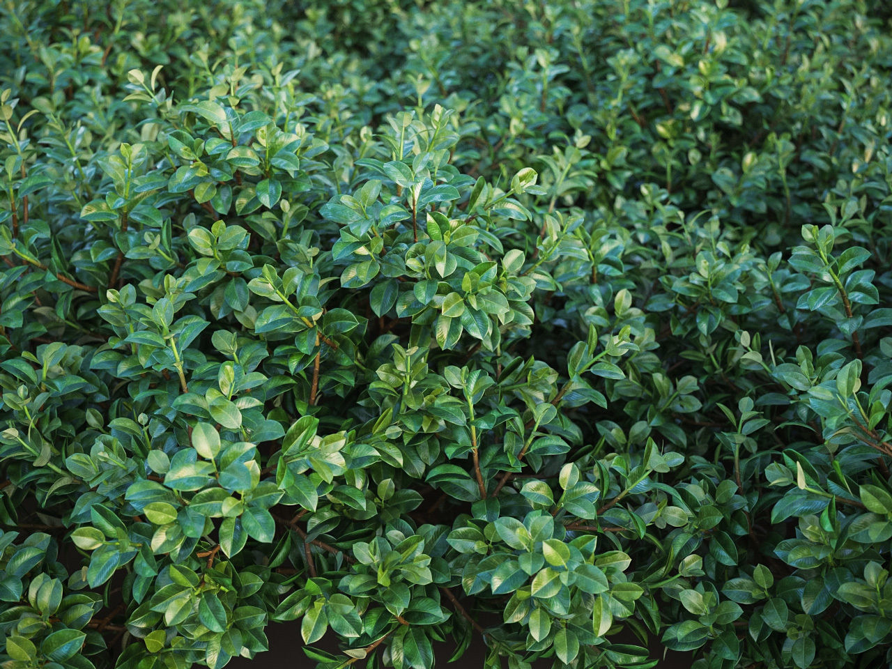 XfrogPlants Chinese Banyan - Ficus Microcarpa 3D model_5