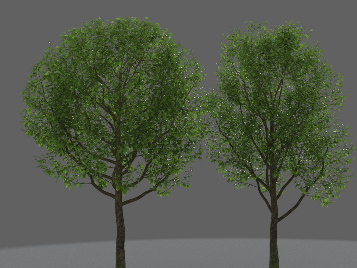 XfrogPlants Indian Laurel - Ficus Nitida  3D model_2