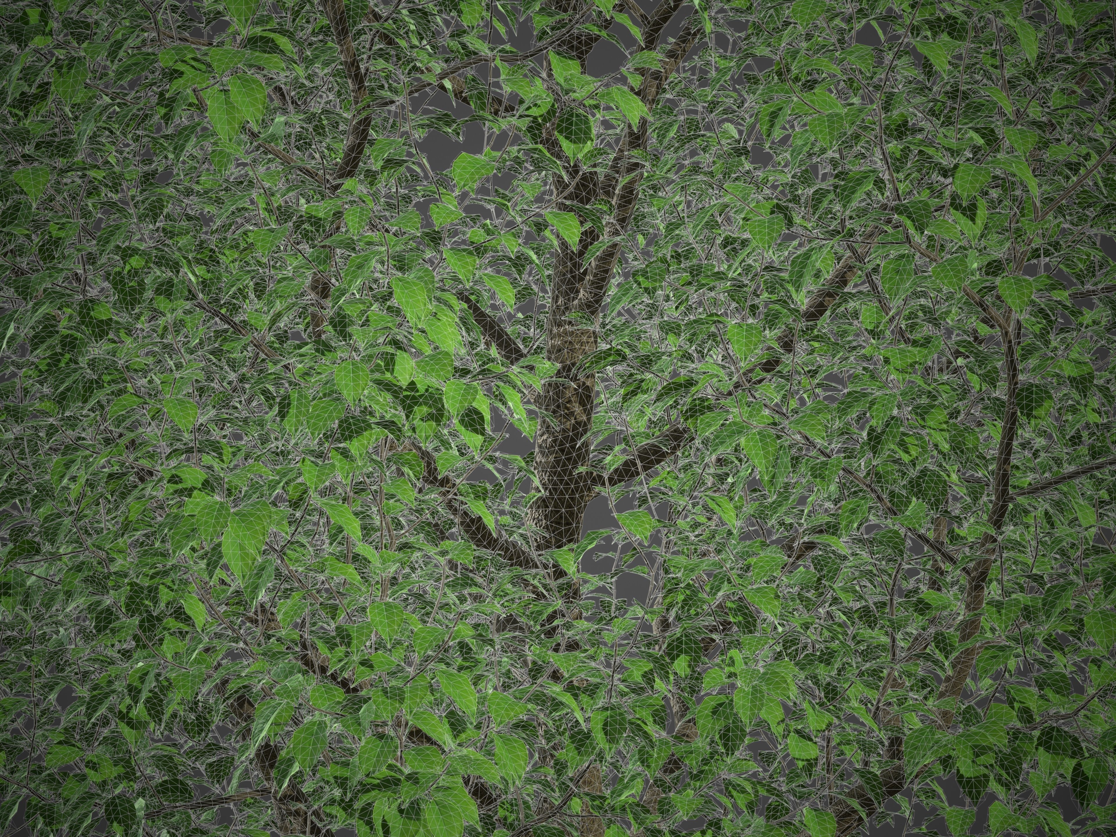 XfrogPlants Indian Laurel - Ficus Nitida  3D model_4