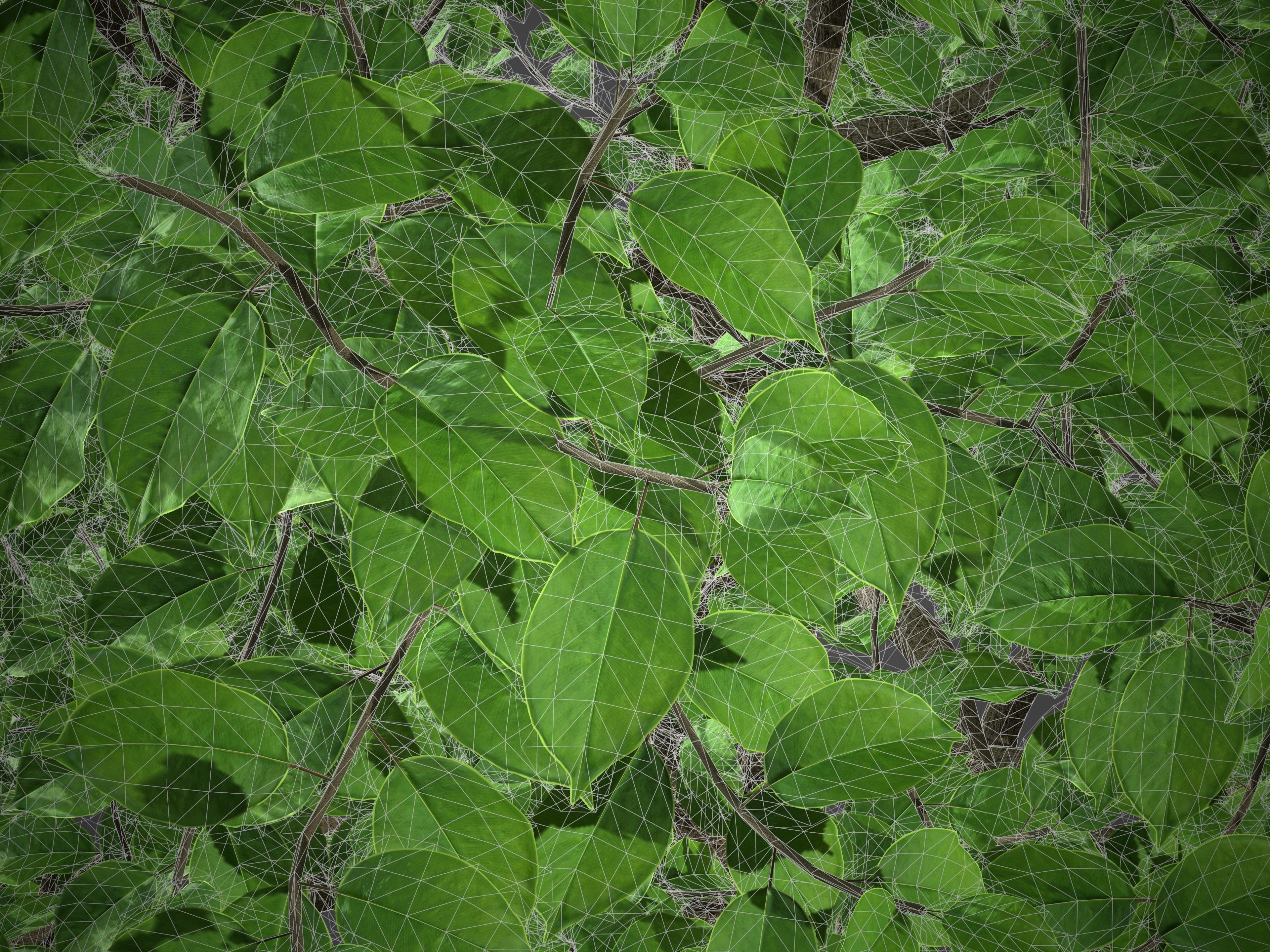 XfrogPlants Indian Laurel - Ficus Nitida  3D model_5