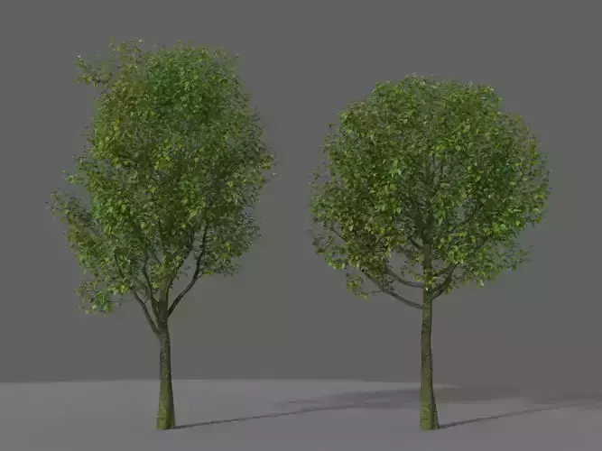 XfrogPlants Indian Laurel - Ficus Nitida  3D model