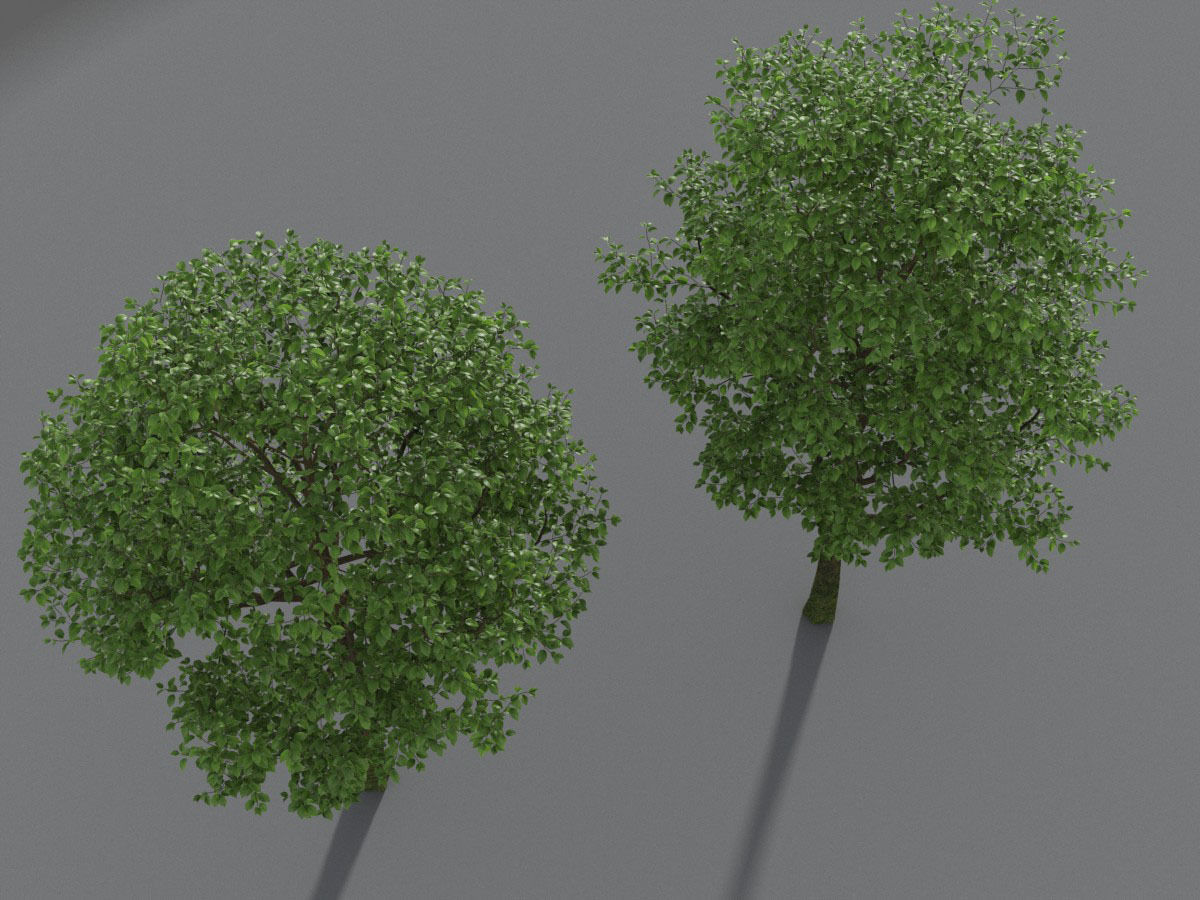 XfrogPlants Indian Laurel - Ficus Nitida  3D model_3