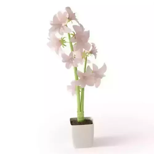 Pink Flower In A Pot