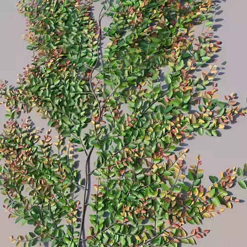 XfrogPlants Creeping Fig - Ficus Pumila 3D model