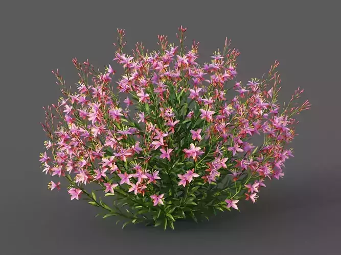 XfrogPlants Lindheimers Beeblossom - Gaura Lindheimeri 3D model