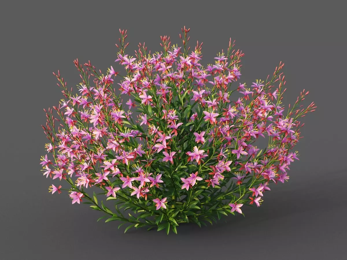 XfrogPlants Lindheimers Beeblossom - Gaura Lindheimeri 3D model_0