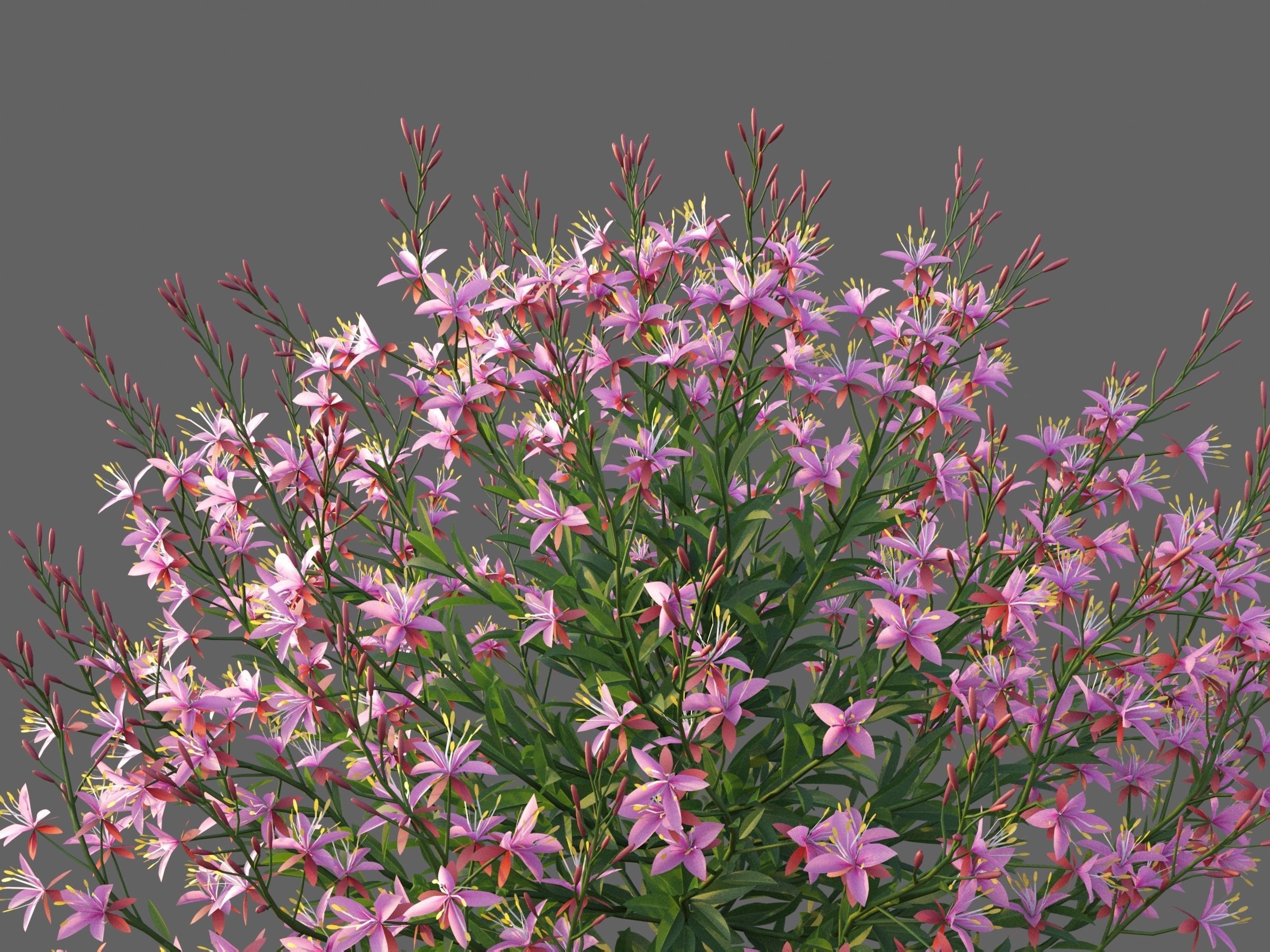 XfrogPlants Lindheimers Beeblossom - Gaura Lindheimeri 3D model_2