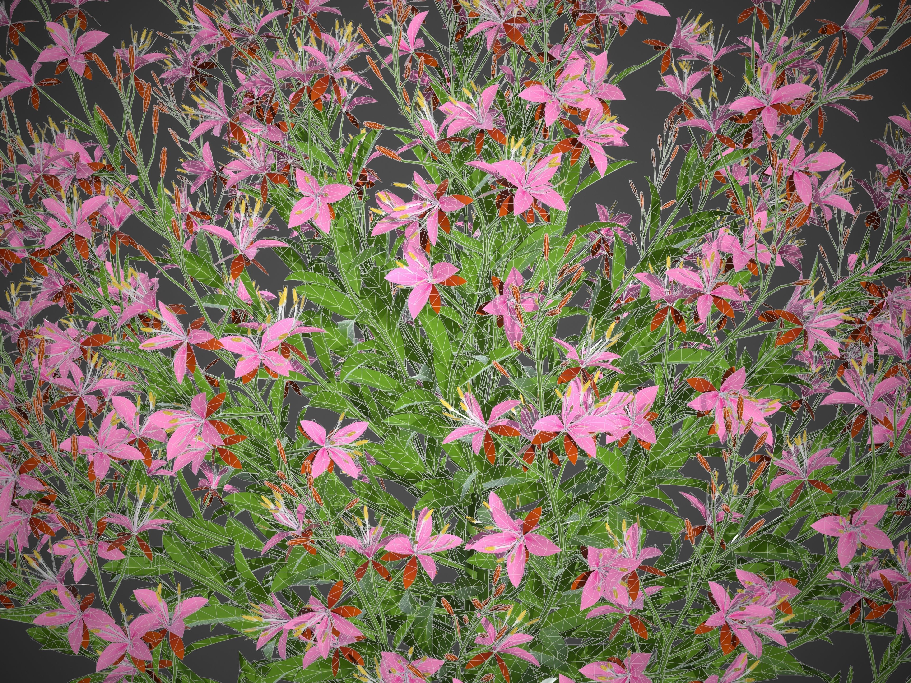 XfrogPlants Lindheimers Beeblossom - Gaura Lindheimeri 3D model_4