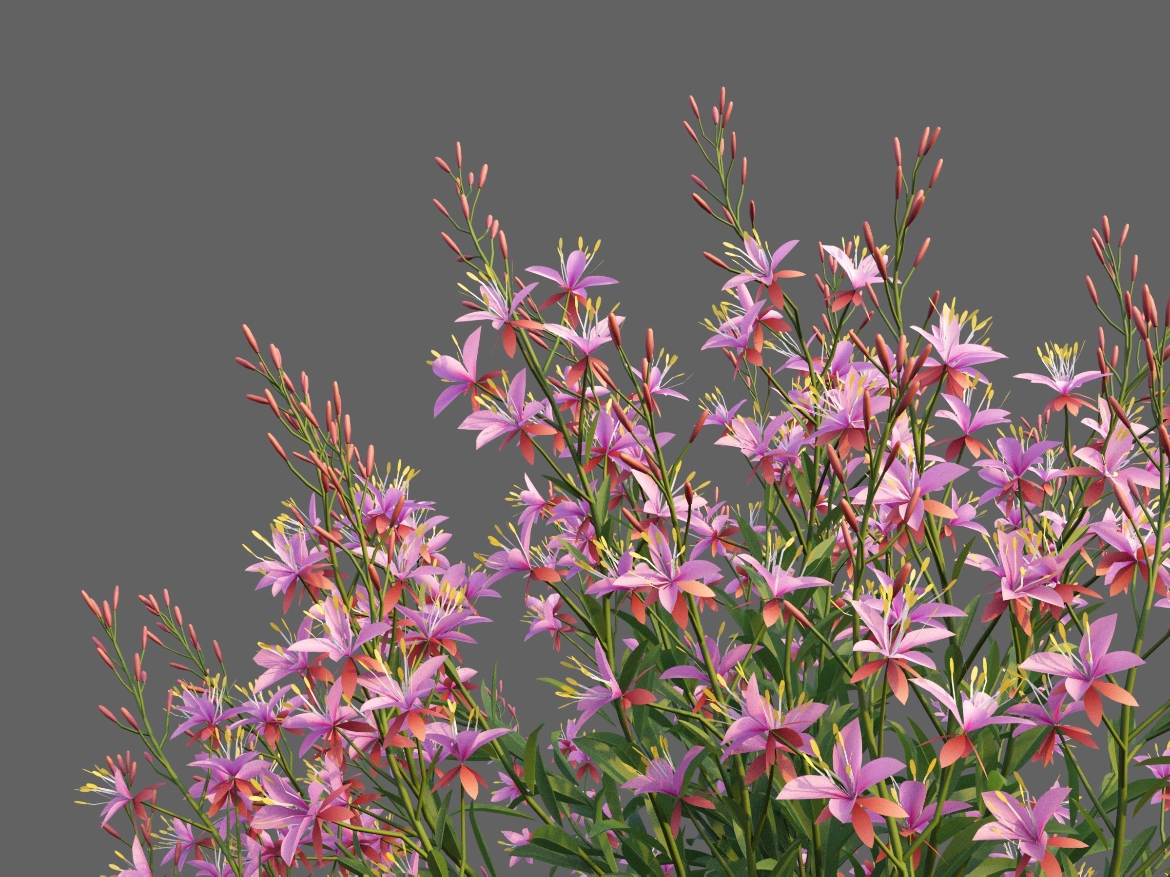 XfrogPlants Lindheimers Beeblossom - Gaura Lindheimeri 3D model_3