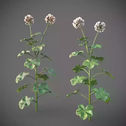 XfrogPlants Geranium