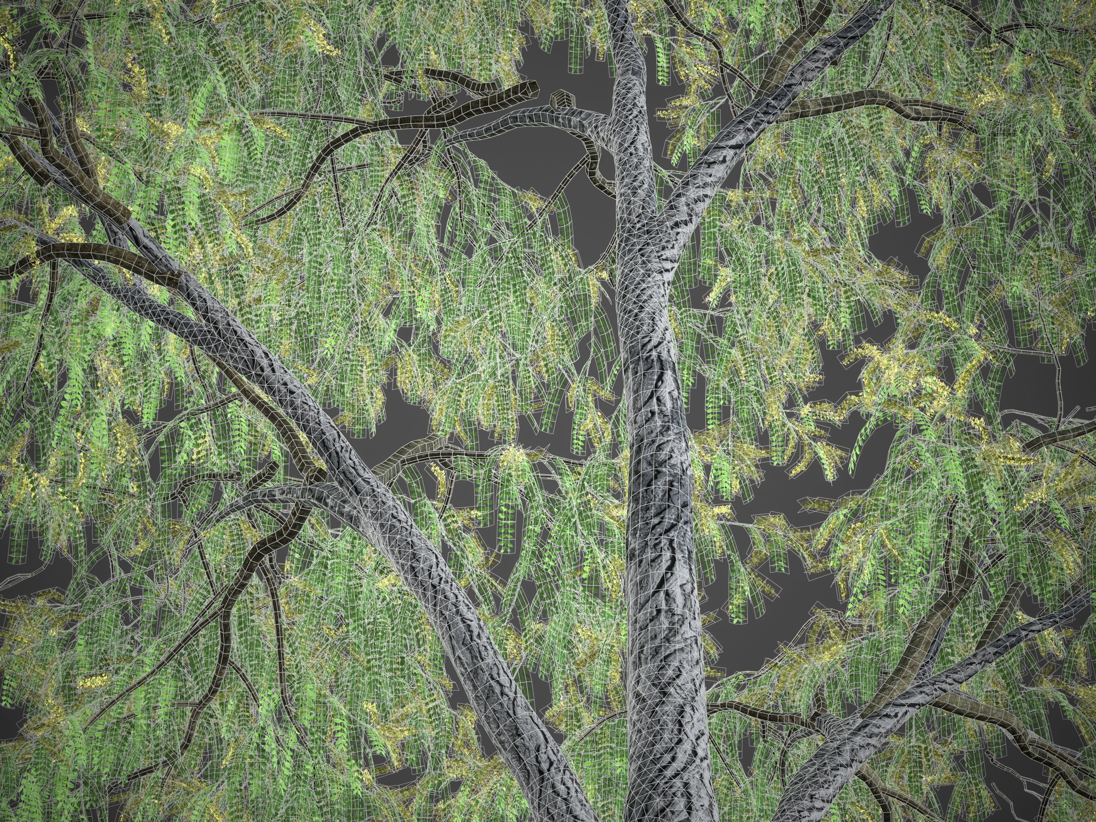 XfrogPlants Honey Locust - Gledista Treiacanthos Free 3D model_7