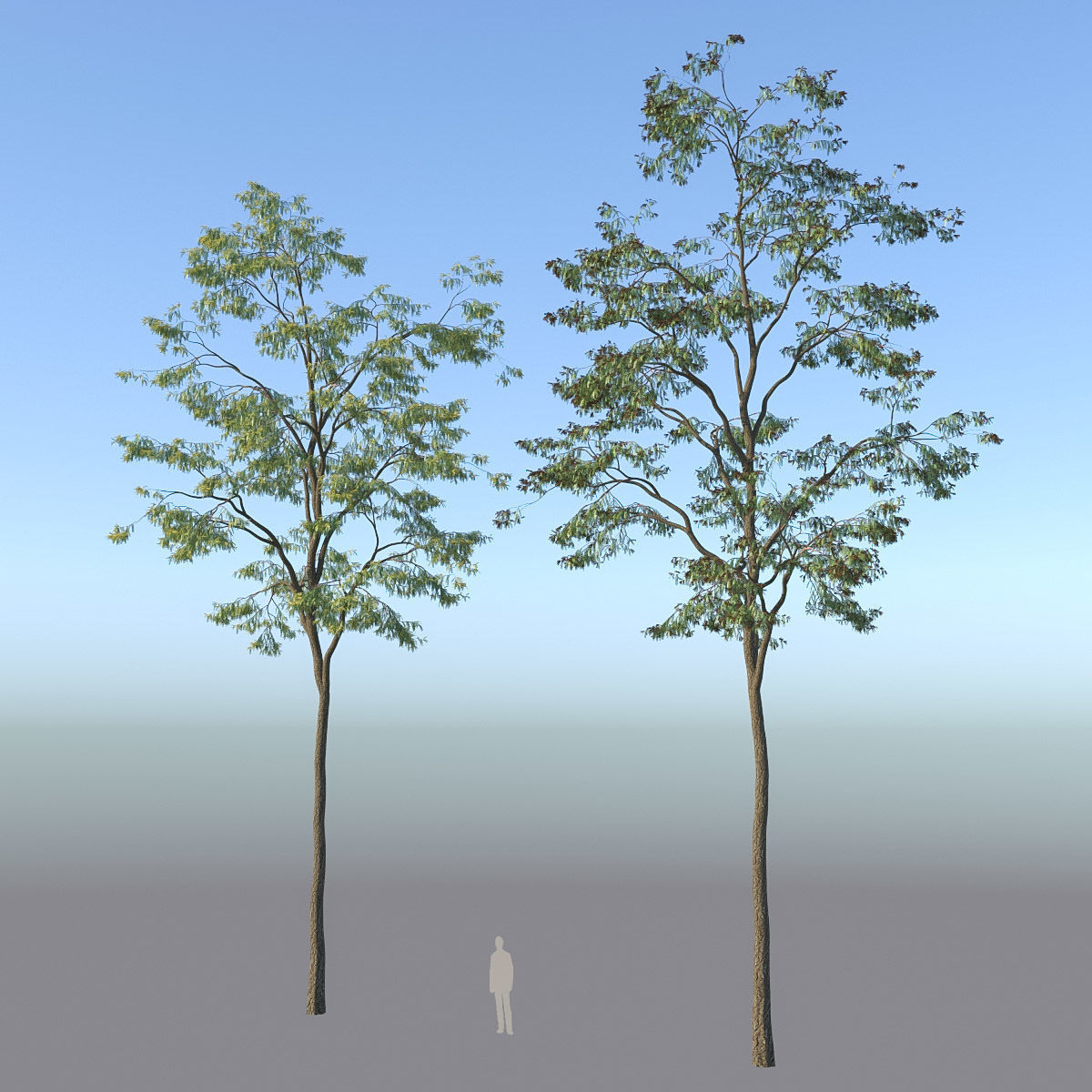 XfrogPlants Honey Locust - Gledista Treiacanthos Free 3D model_3